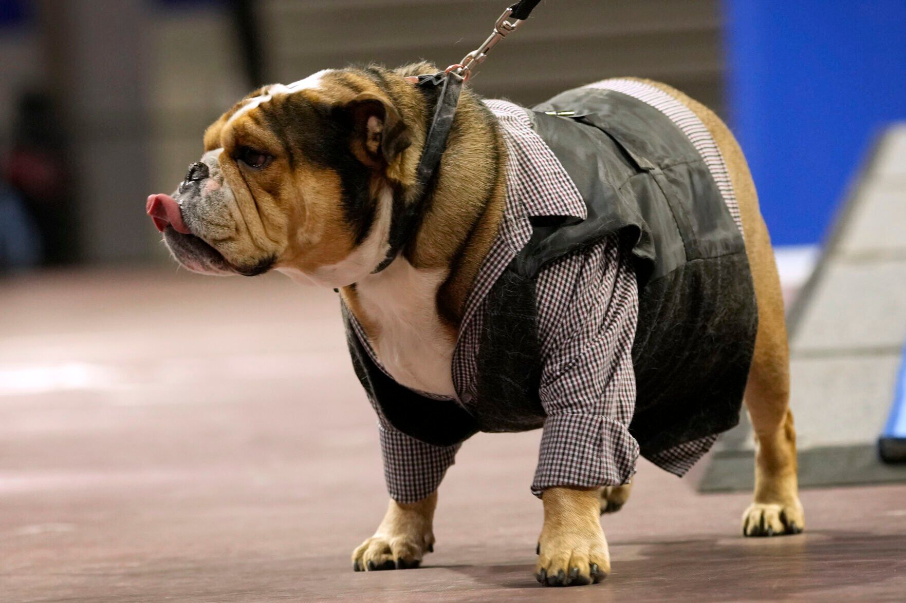 Beautiful Bulldogs